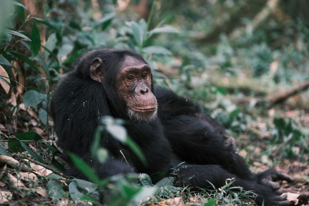 The image shows a chimpanzee resting in a natural forest environment. The chimp has dark black fur and is sitting among lush green vegetation and foliage. It has a thoughtful expression and is looking slightly to the side. The background consists of various plants and leaves creating a jungle-like setting, with filtered light coming through the greenery. The chimpanzee appears calm and contemplative in its natural habitat.
